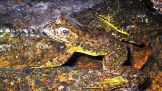 Scientists Hope To Foil Deadly Frog Fungus With More Fungus<em></em>